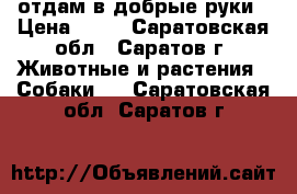 отдам в добрые руки › Цена ­ 10 - Саратовская обл., Саратов г. Животные и растения » Собаки   . Саратовская обл.,Саратов г.